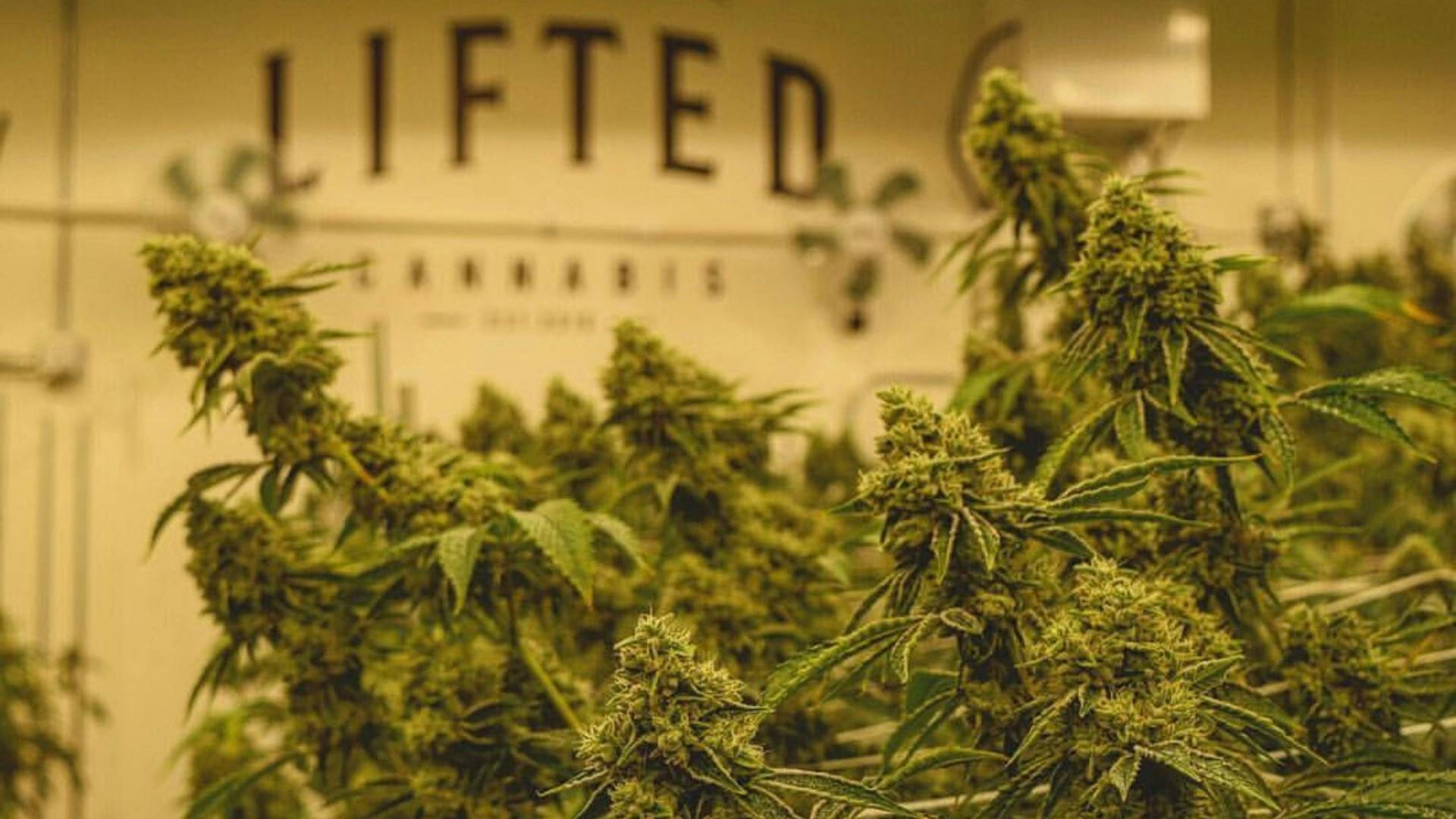 Lifted Cannabis Washington's Premiere Cannabis Cultivators Leafly